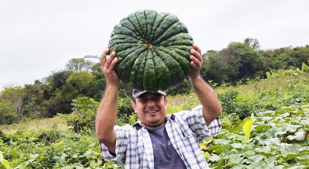 zapallo produccion gobernacion cordillera